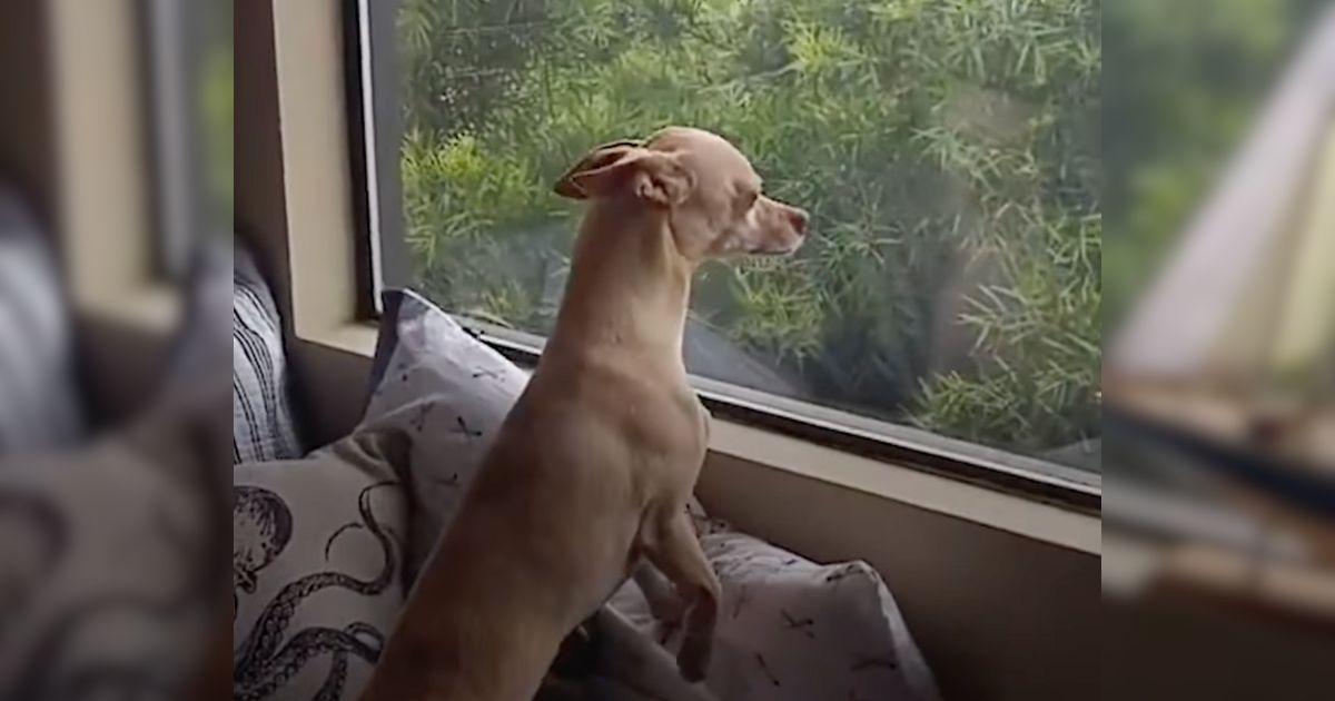 Dog Runs Off From New Home Just To Be With His Foster Mom Again