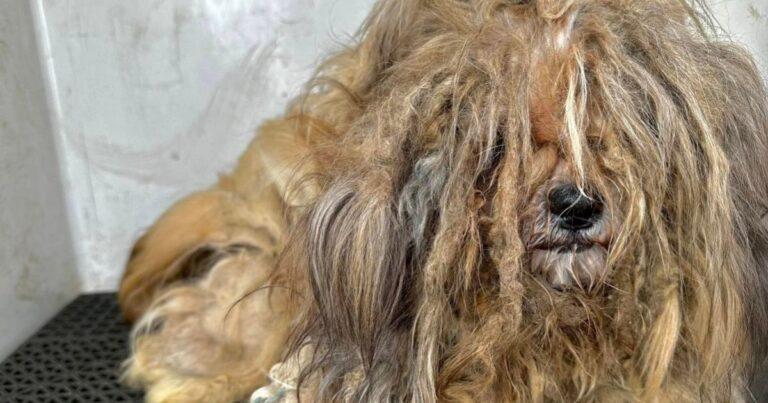 Dog With 5-Pound Lion-Like Mane Becomes A New Pup After Grooming