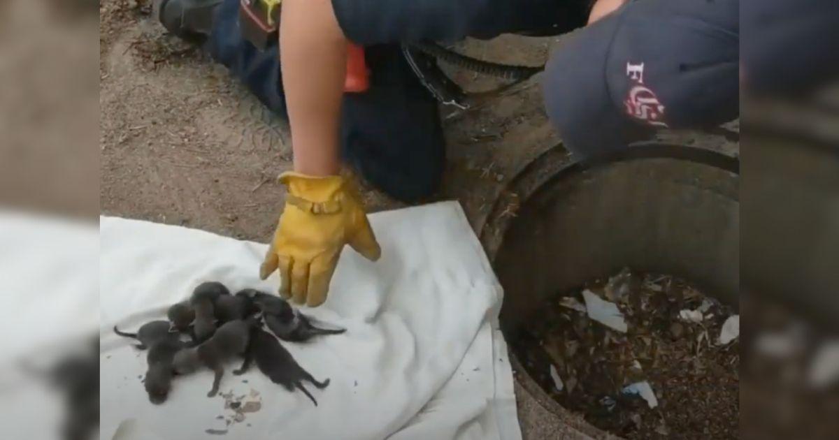 Firefighters Rescue Puppies Only To Uncover A Wild Surprise