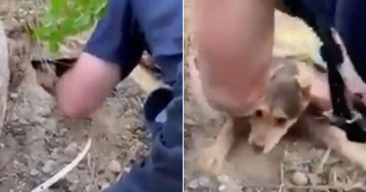 Fireman Rescues Puppy Stuck in Concrete And Instantly Fall For Each Other