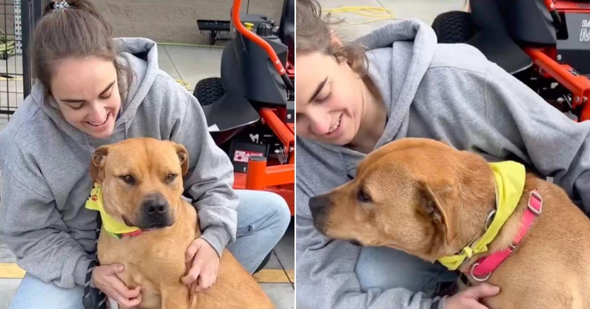 Friendly Shelter Dog Loves Playing With Everyone But No One Picks Him