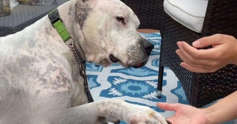 Grieving Dog Found Beside Deceased Owner Finds Peace With New Loving Mom