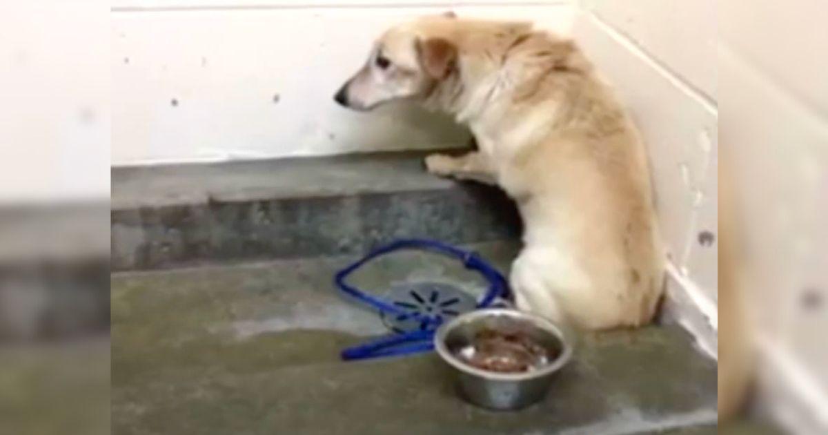 Heartbroken Dog Stares At Wall For Weeks After Family Leaves Him At Shelter