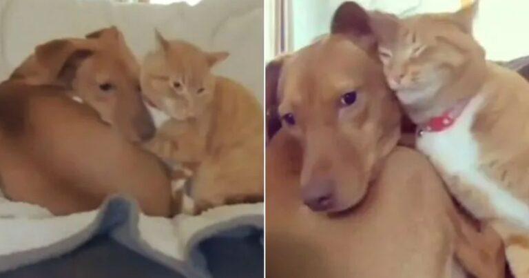 Hidden Camera Shows Cat Comforting Anxious Dog When Alone