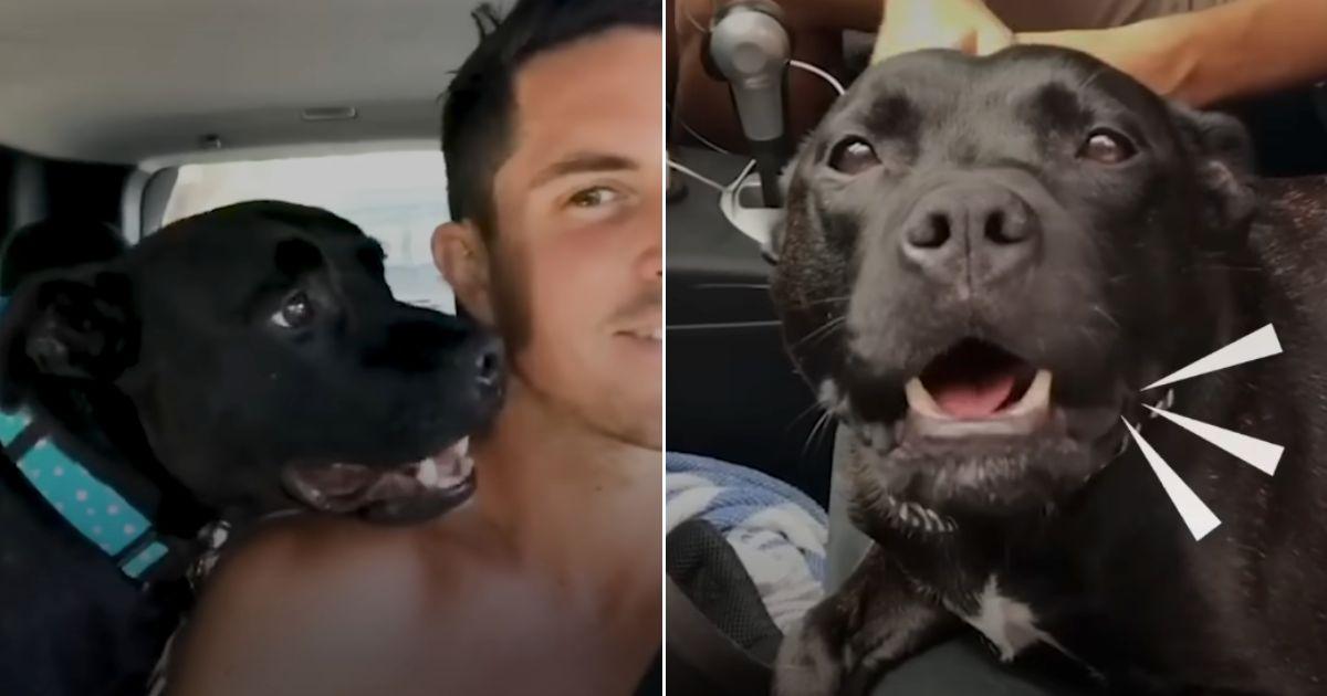 Man Falls In Love With A Dog Whose Unique Bark Makes Him Irresistible