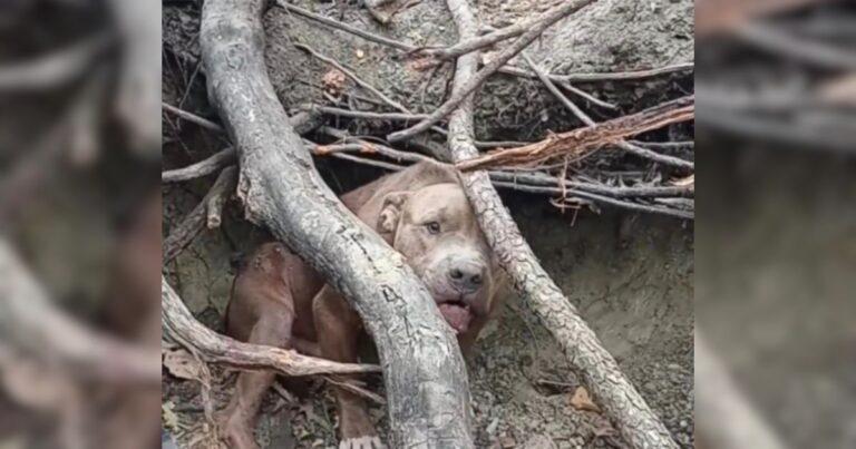 Man Finds Terrified Dog Hiding In The Woods Refusing Help Because Of His Tough Past