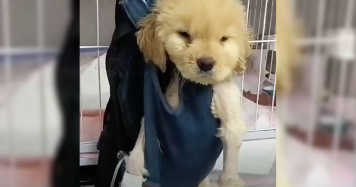 Owners Leave Their Paralyzed Dog At The Clinic As They Couldn't Pay The Bill