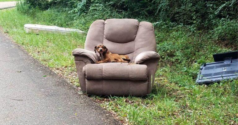 Puppy Abandoned With Chair And TV Waits For His Family To Come Back