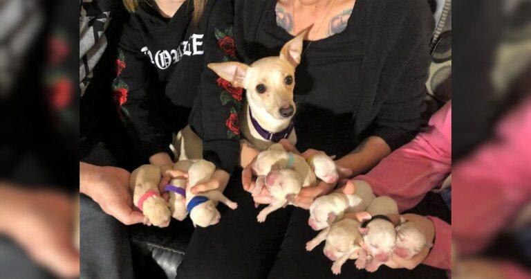 Rescue Chihuahua Mom Delivers 11 Puppies, Setting New World Record