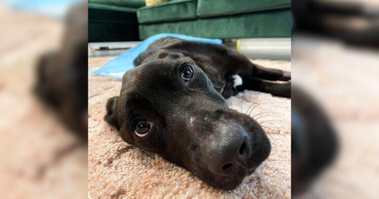 Rescued From Darkness, Abandoned Dog Lives Her Happiest Moments Before Saying Goodbye