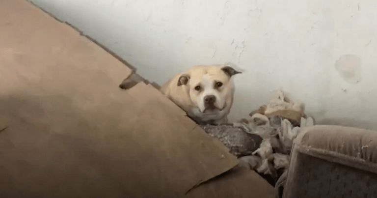 Scared Pittie Rescued From Abandoned House Transforms Completely