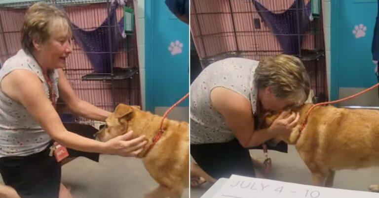 Scared Pup Missing For A Month Finally Reunites With His Mom