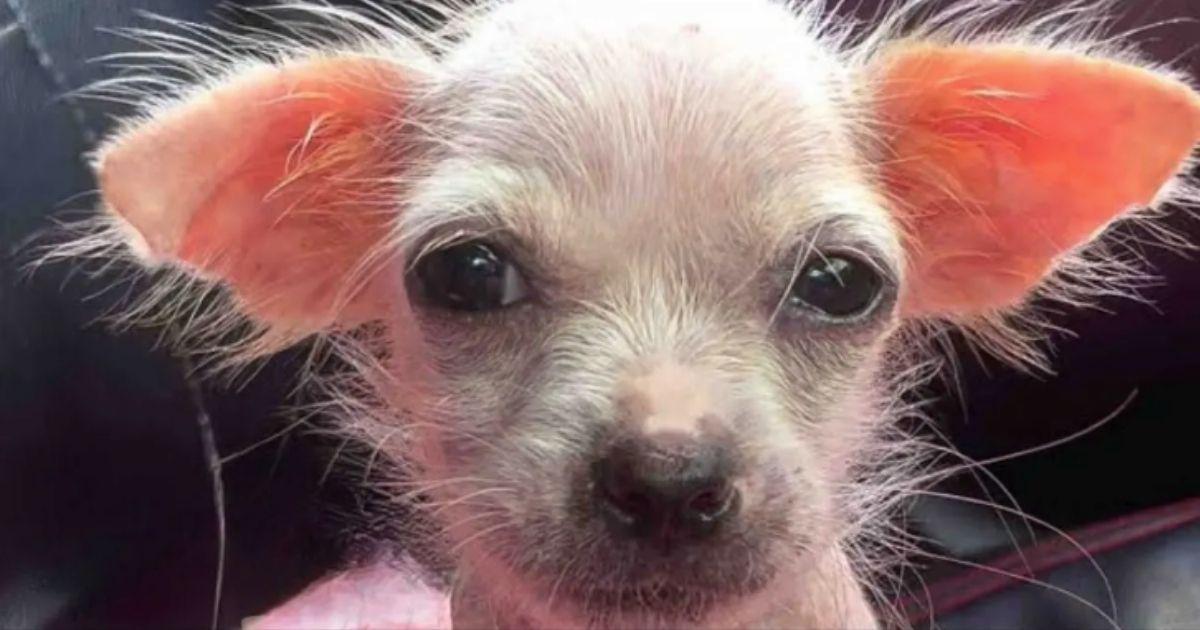 Naked Pink Puppy Shines After Incredible Transformation