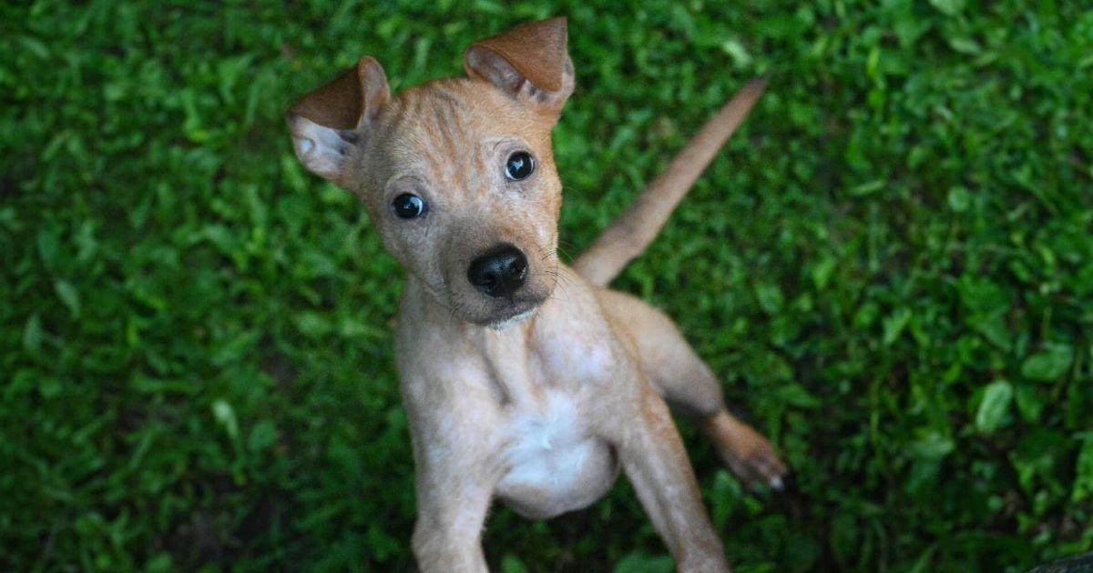 Sick And Abandoned Pup Wins His Toughest Fight With The Help Of Kind Souls