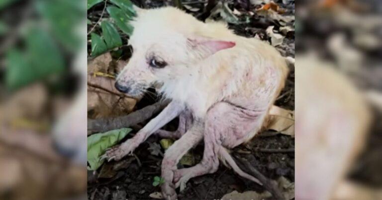 Sick And Abandonned Dog Who Couldn't Walk Blossoms Into A Fluffy Bundle Of Joy