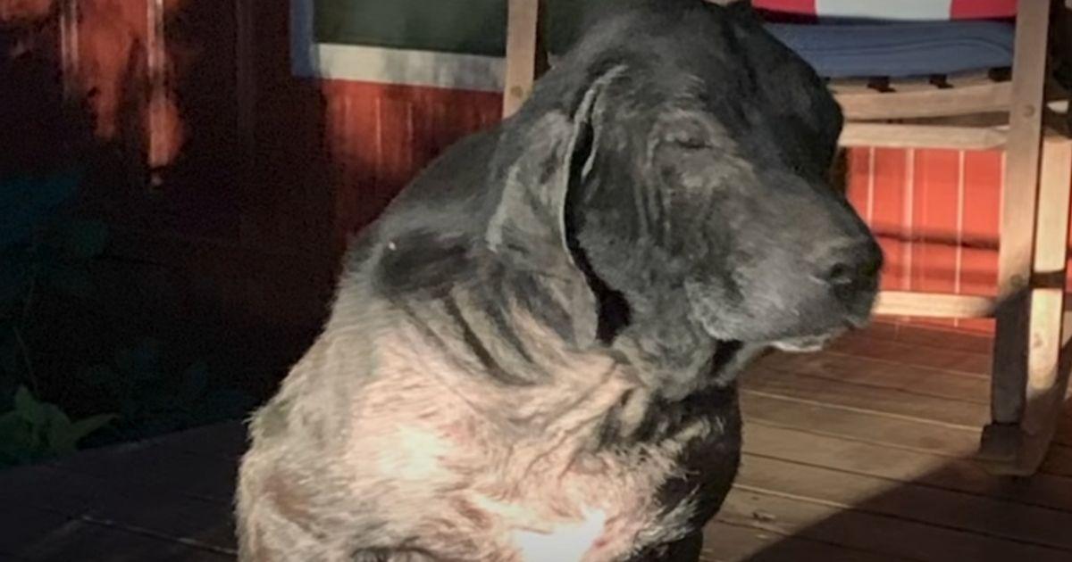 Sick Stray Dog Shows Up On A Couple's Doorstep Looking For Help