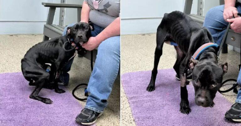 Skinny Stray Pup Blooms Into A Happy Dog With Love And Care