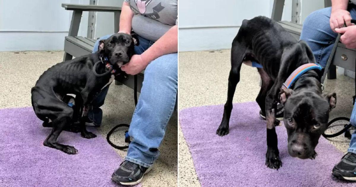 Skinny Stray Pup Blooms Into A Happy Dog With Love And Care