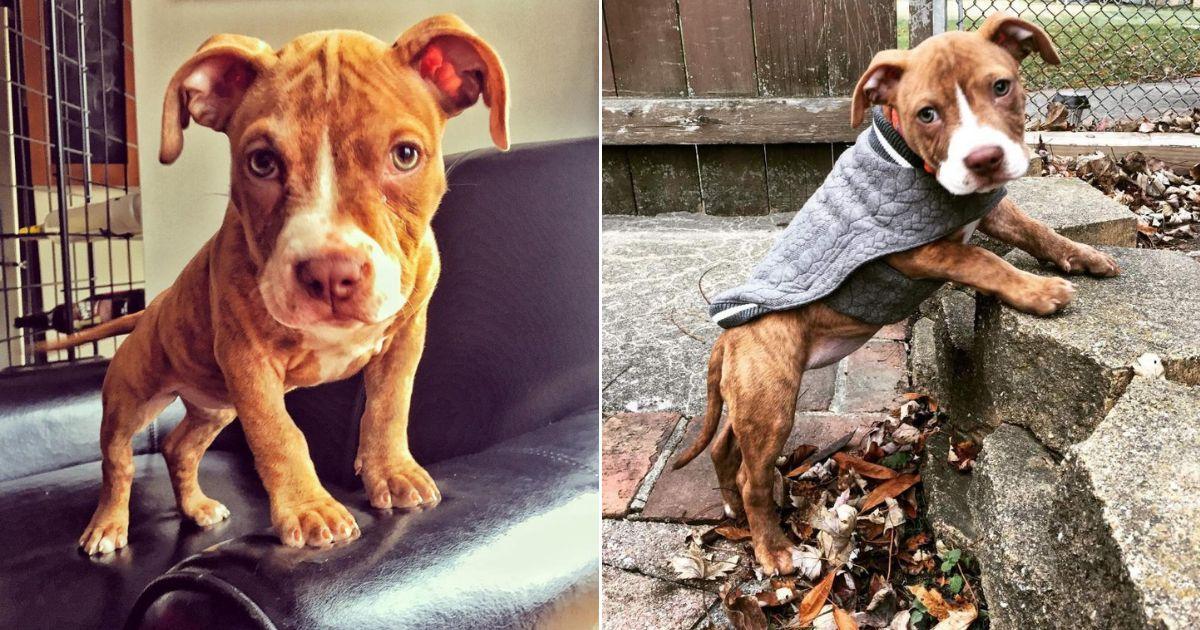 Starving Pup With Days To Live Blossoms Into The Most Loving Dog