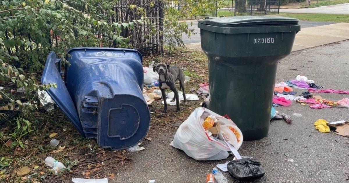 Stray Dog Found Sleeping On Trash Can’t Stop Hugging Her Rescuers