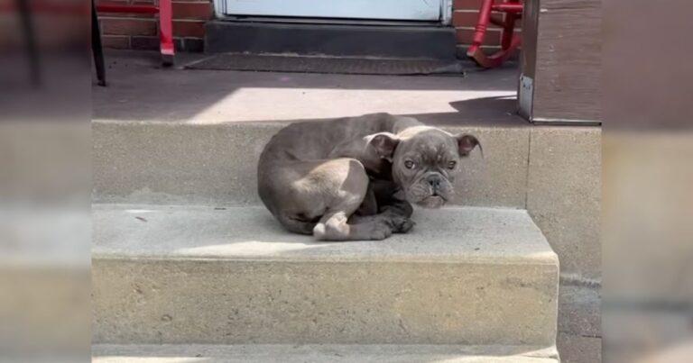 Stray Dog Takes Shelter On Family Porch Waiting For A Helping Hand