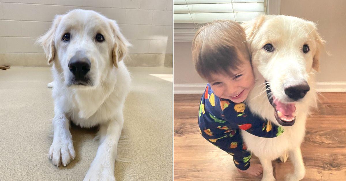 Sweet Dog Finds Lasting Family After 14 Adoption Failures