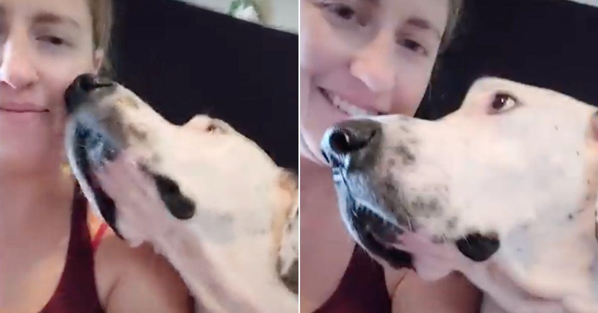 Sweet Great Dane Slowly Learns To Love Again After Being Abandonned