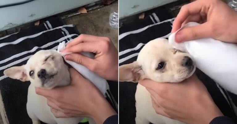 Teen Secretly Sneaks Lost Puppy Home Once Parents Are Asleep