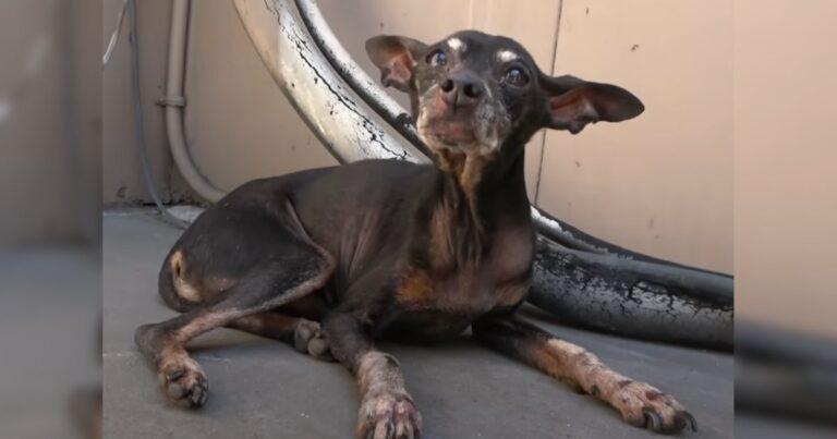 Terrified Senior Dog Hid From All Until A Gentle Touch Changed Everything