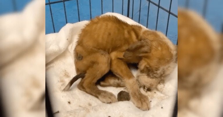 Tiny Puppy Abandoned In A Box Turns Into A Big Handsome Dog