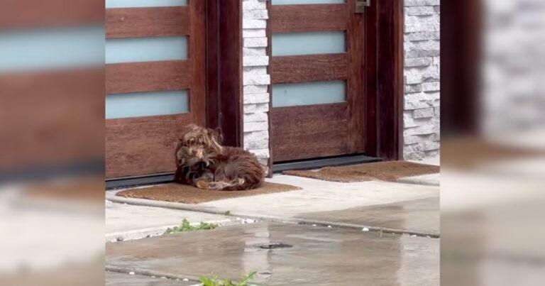 Woman Discovers A Scared Lonely Dog Sleeping On A Pile Of Trash