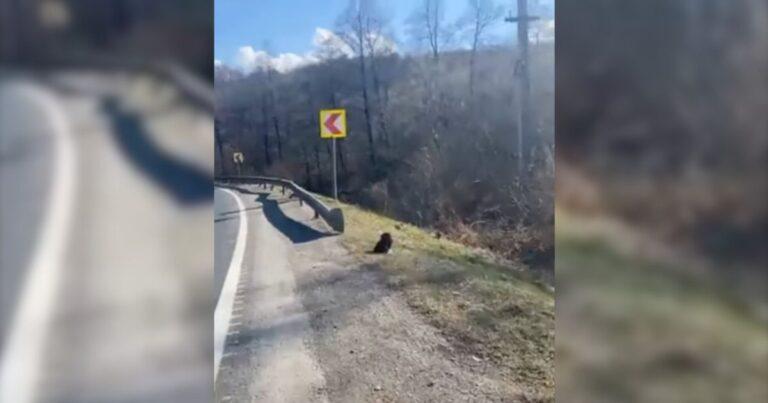 Woman Hears Strange Sounds On The Road And Makes A Surprising Discovery