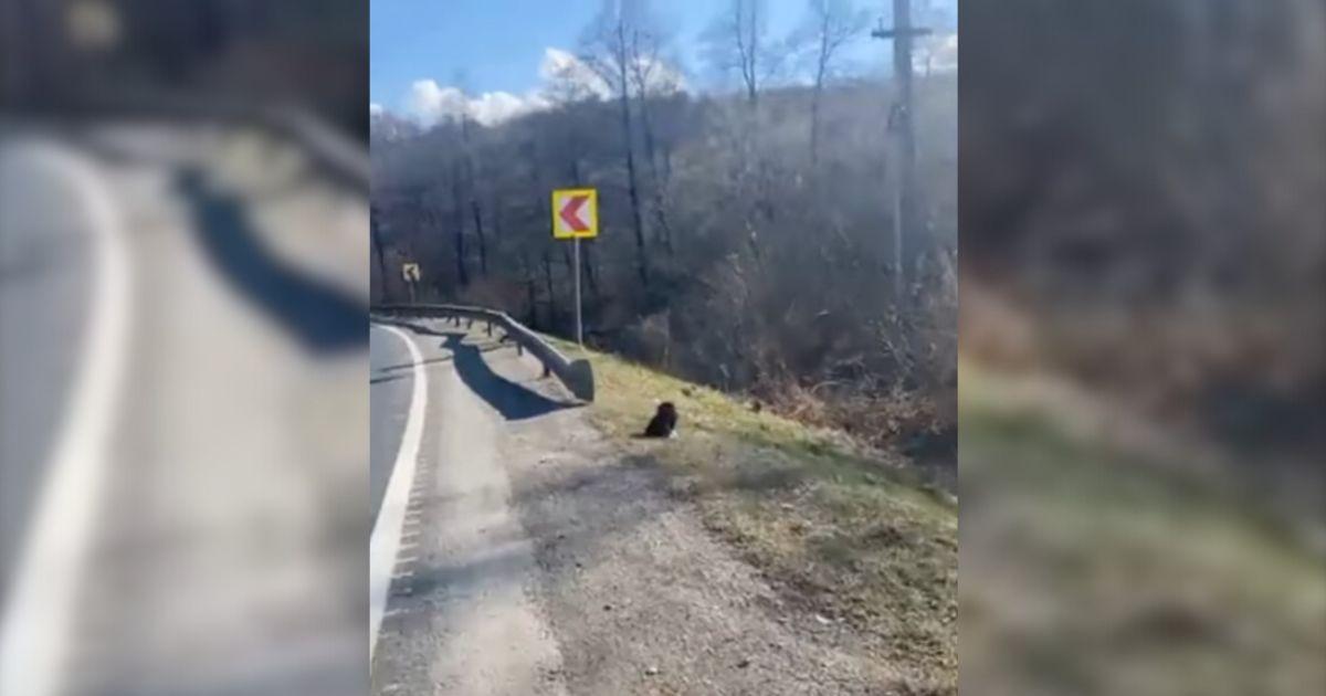 Woman Hears Strange Sounds On The Road And Makes A Surprising Discovery