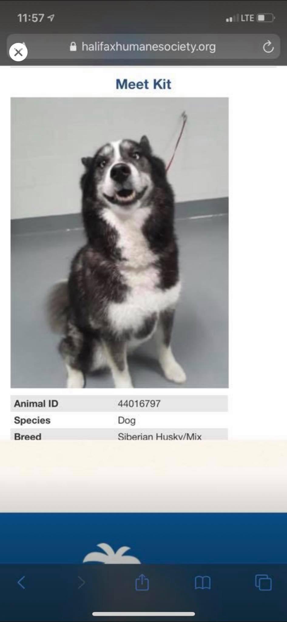 ashley profile on halifax humane society