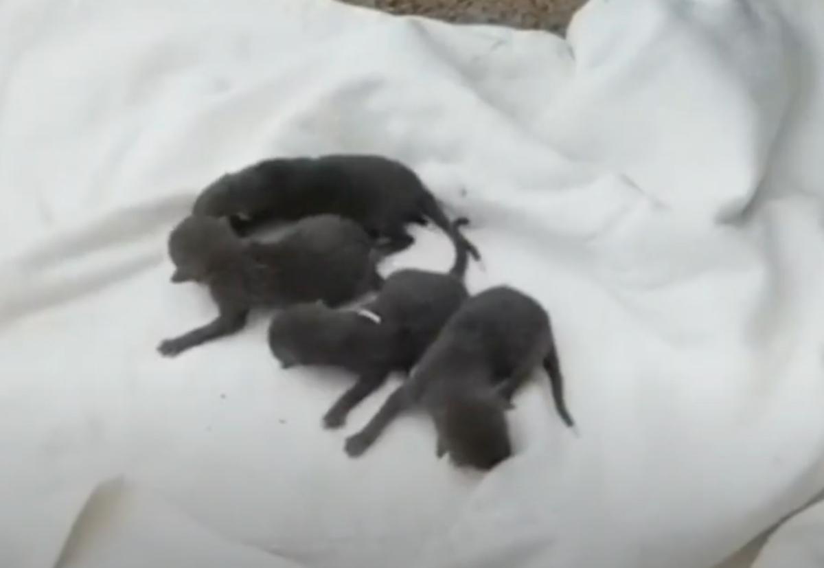 babies after rescue