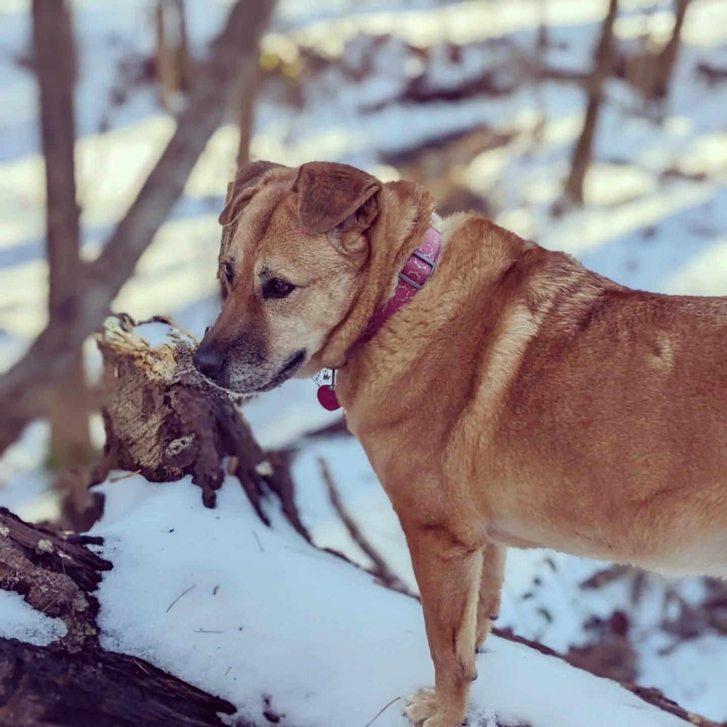 beautiful fiona in the snow