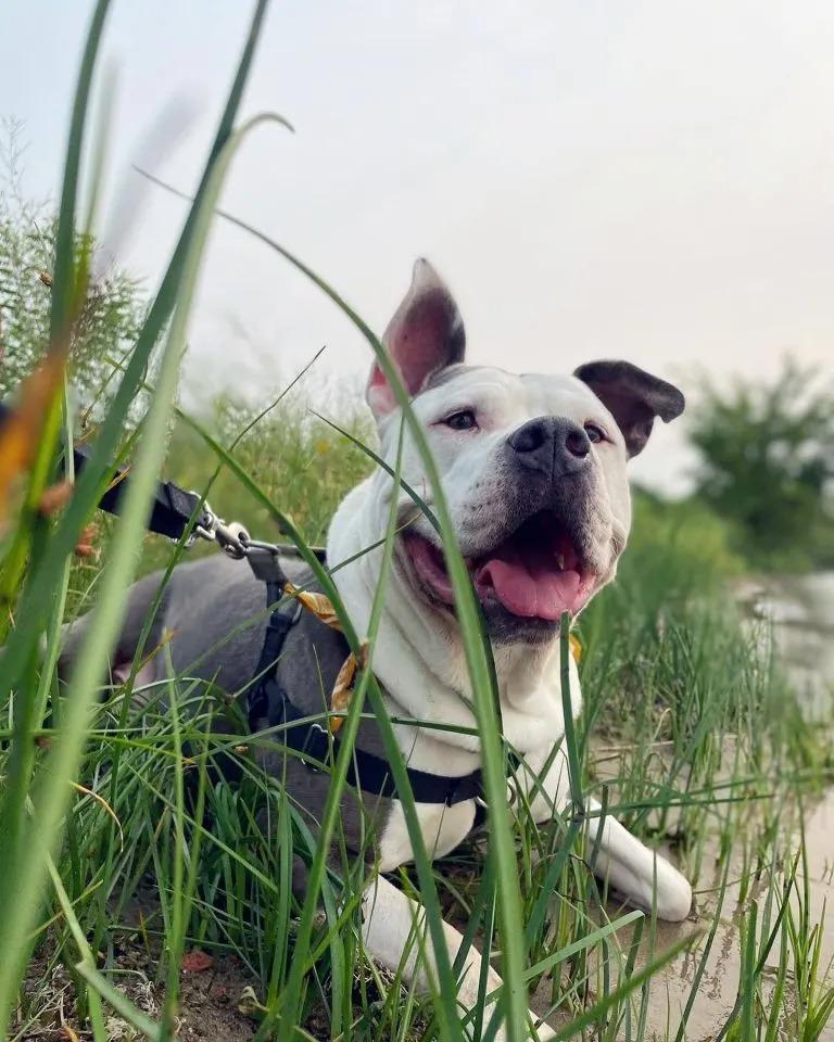 beautiful noodle playing in the grass