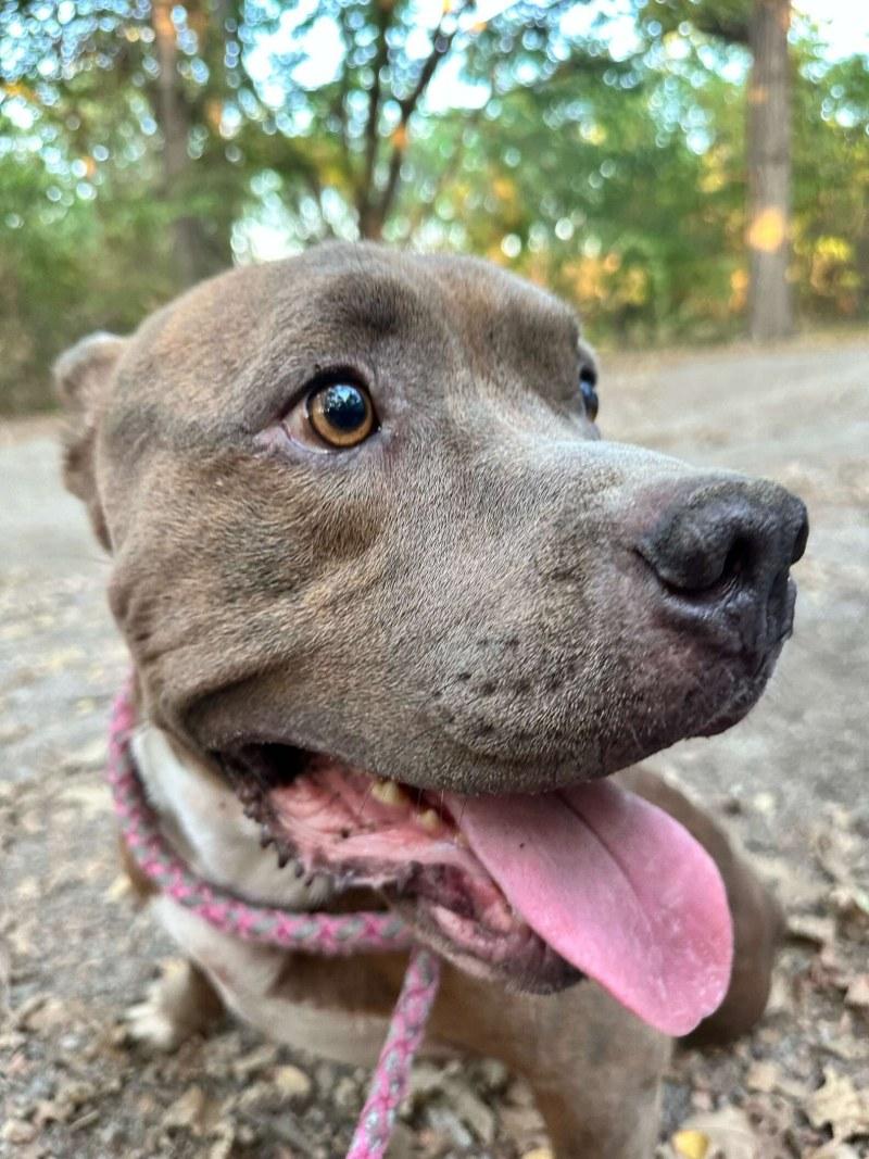 beautiful pittie after rescue