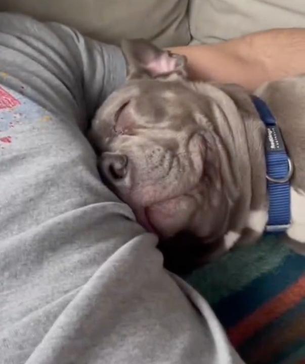 bluu cuddling with foster dad