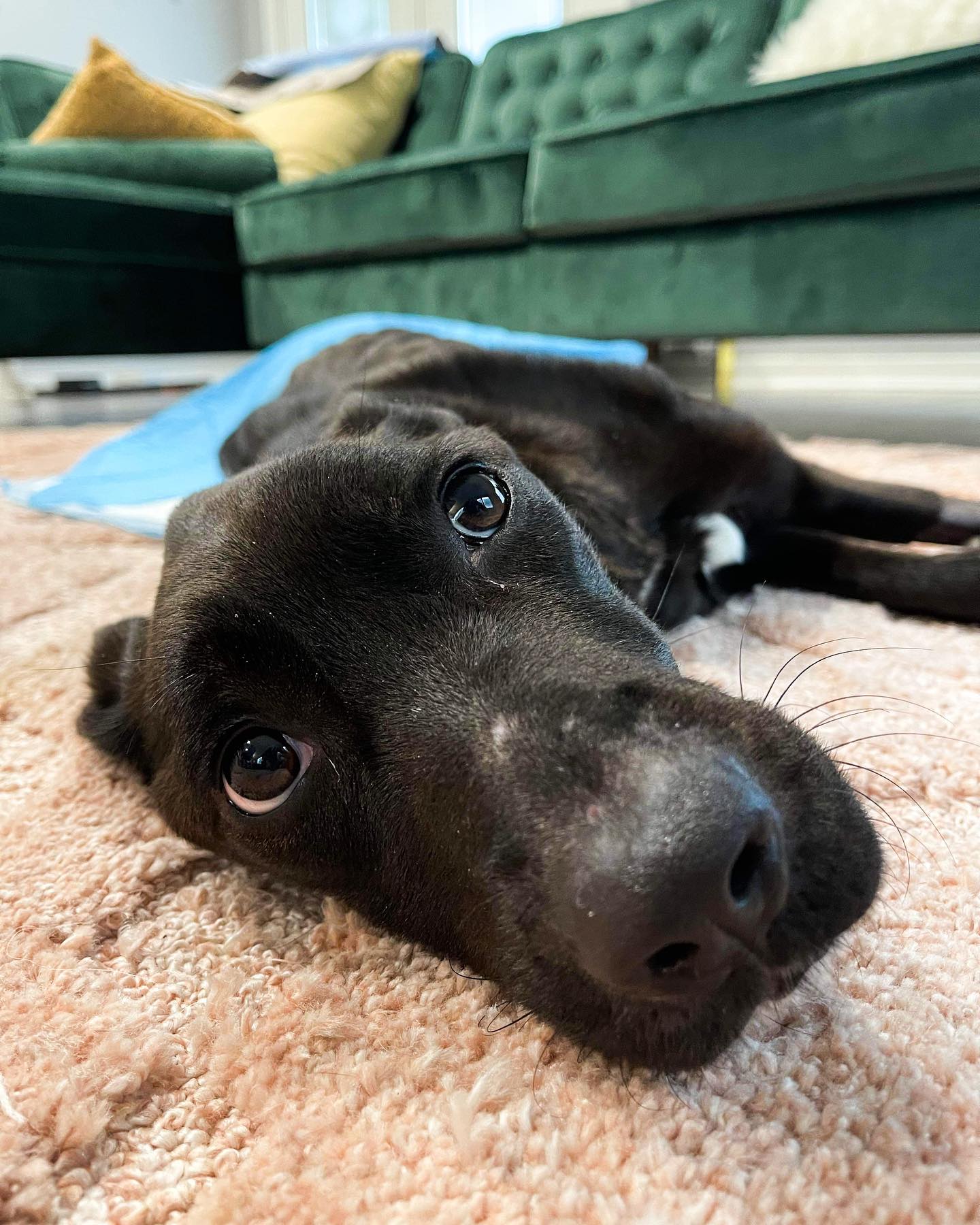 coral lying on the carpet