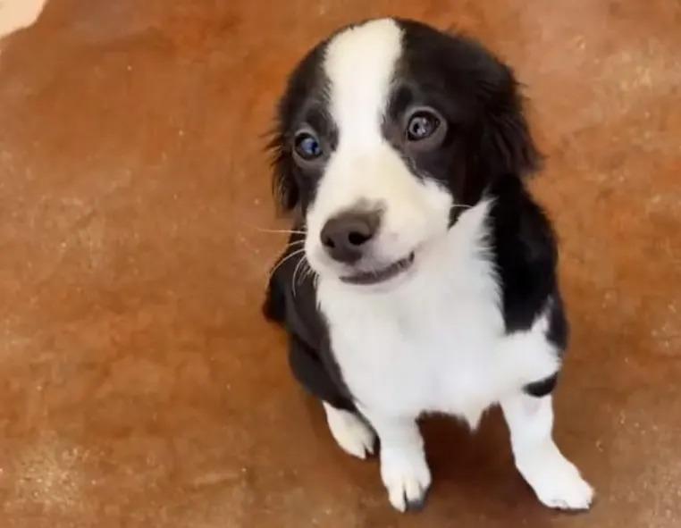 cute black and white dog waiting for adoption