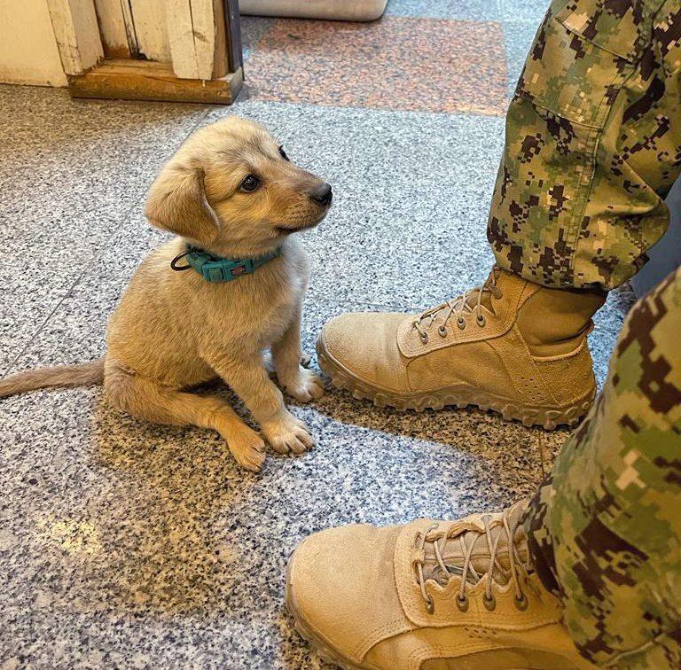 cute griffon with military man