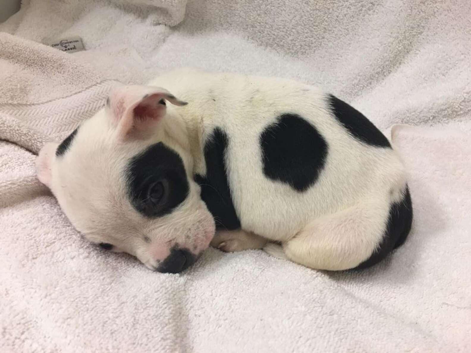 cute little pup with rare condition