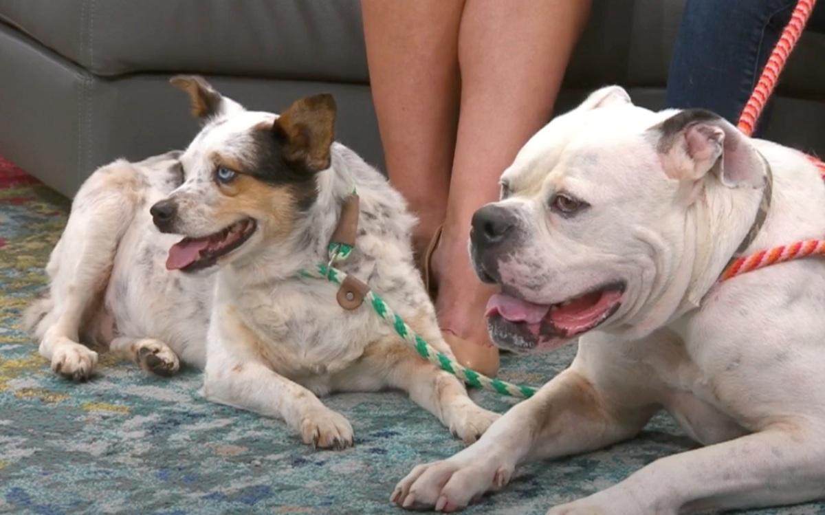 cute ritter with a furry friend on tv