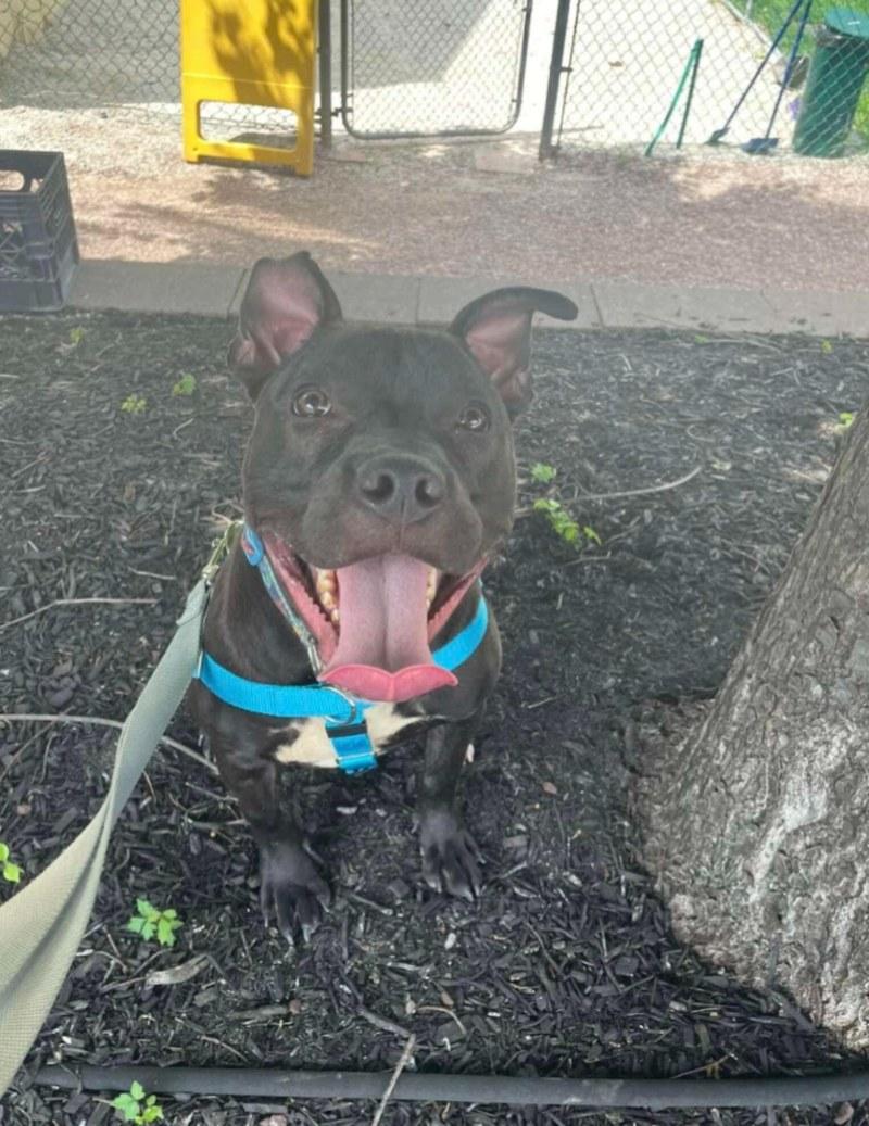 denim at the shelter