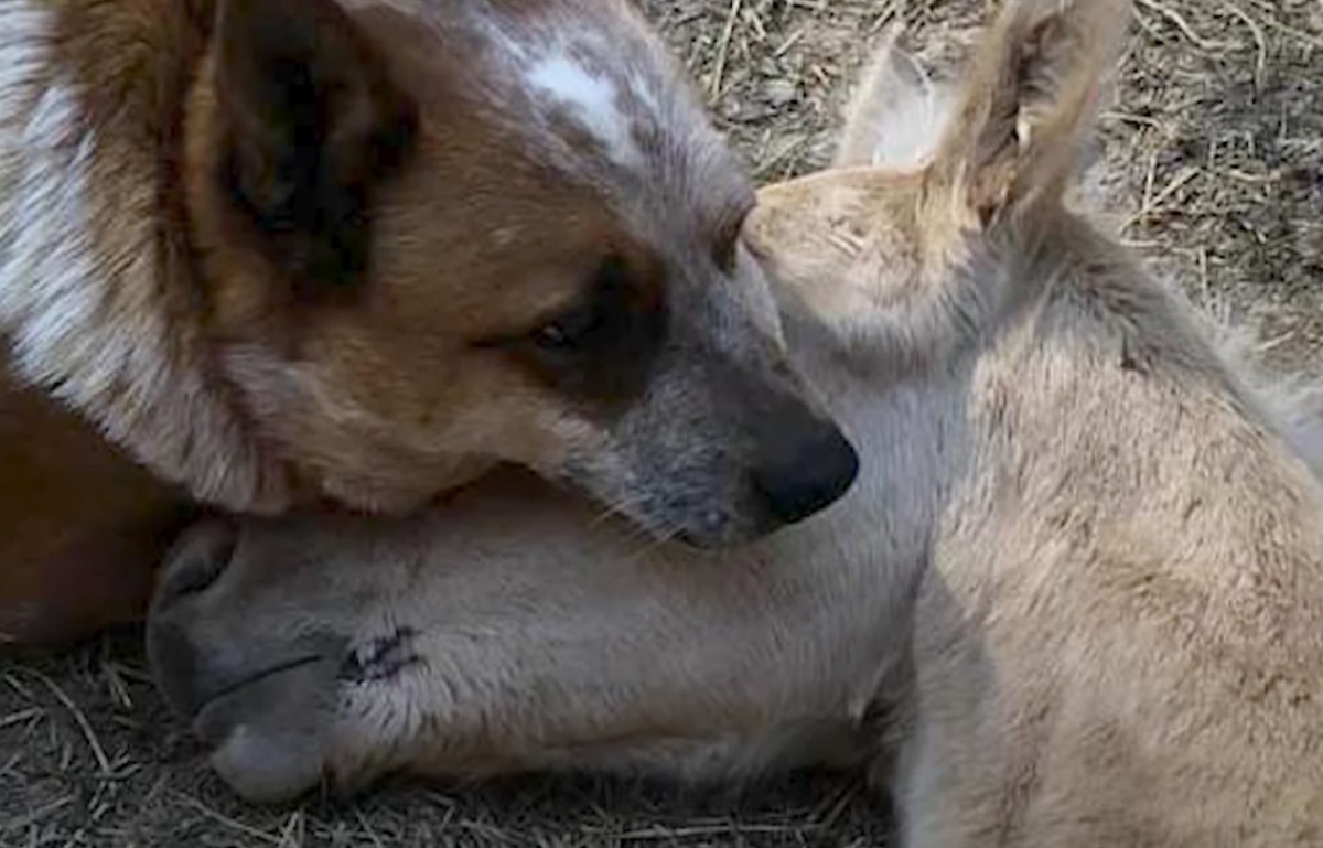 dog and foal cuddling