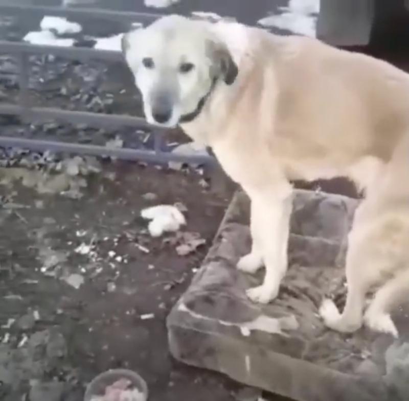 dog at his street makeshift home