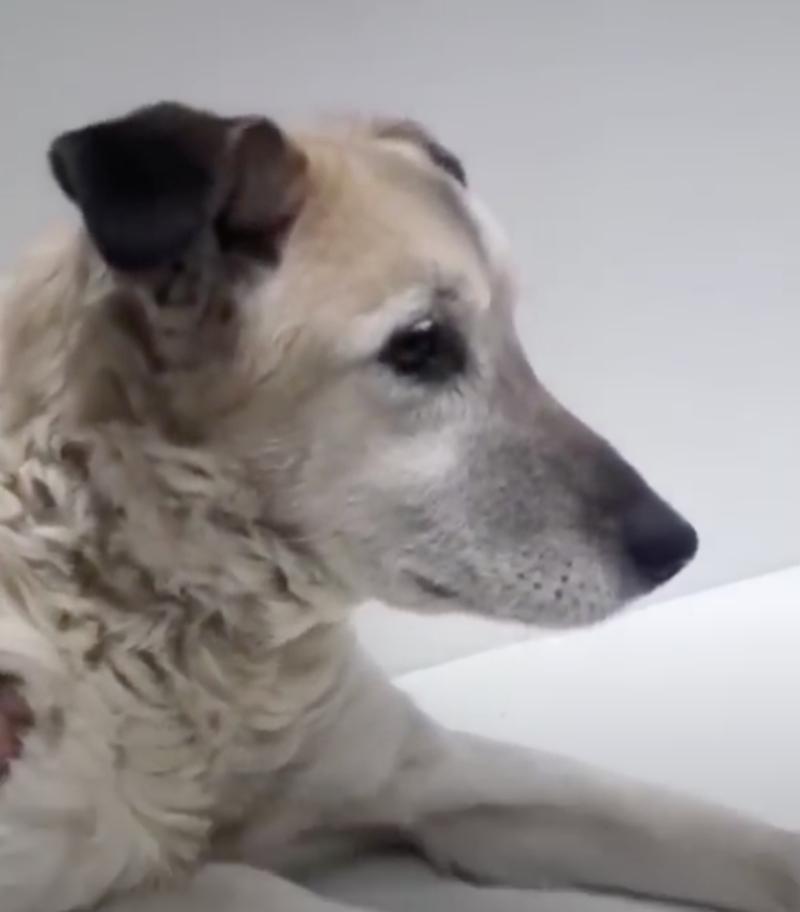 dog at the vet after rescue