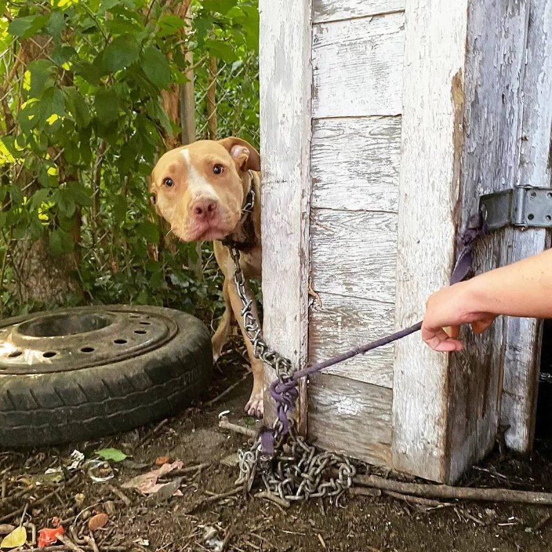 dog attached with a steel chain