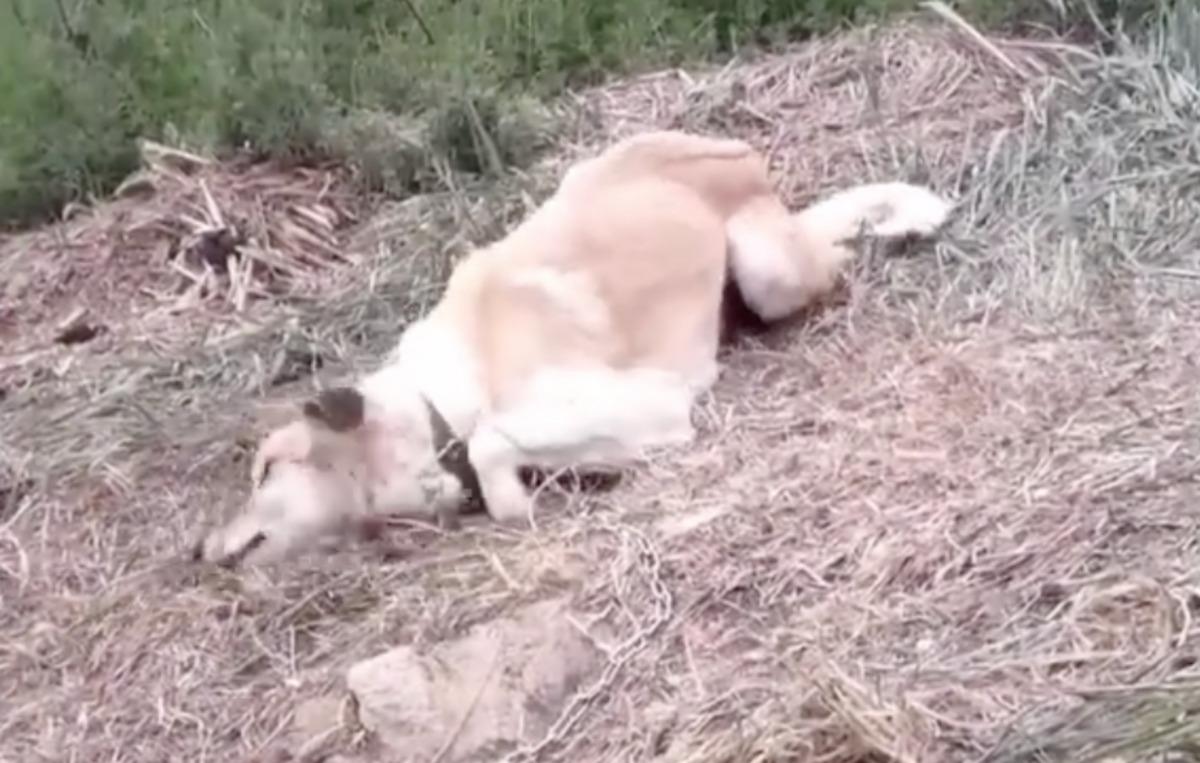 dog playing in the grass